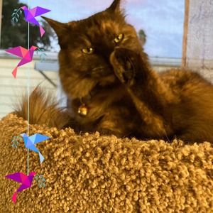 Meet your Posher, Stephanie